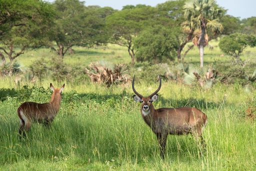The defassa waterbuck (kobus ellipsiprymnus) in Murchison Falls National Park, Uganda