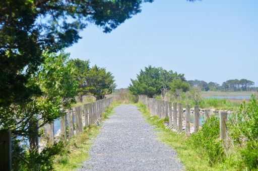 A serene gravel path flanked by trees and wooden fences leading through lush greenery under a bright blue sky.