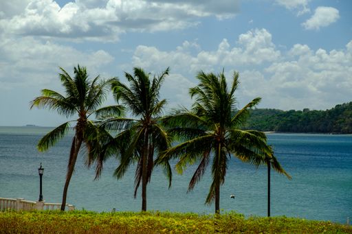 Three palm trees at a beach surrounded by the sea under a cloudy sky and sunlight at daytime