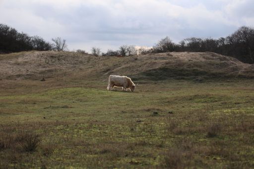 A Highland cow standing in a grassy field with a sandy hill in the background