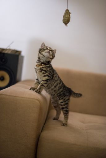 A vertical shot of a cute little kitten playing with a cat toy on a sofa
