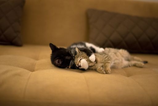 A brown striped kitten and black kitten wrestling and playing on a brown sofa