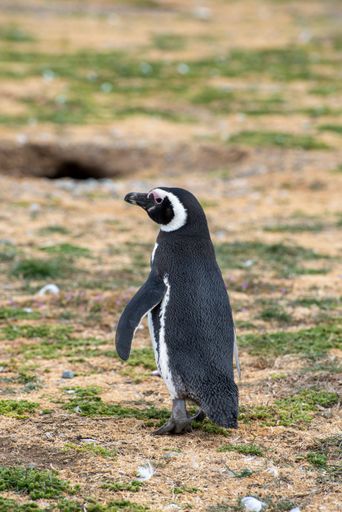 A Magellanic penguin standing on a grassy terrain in Patagonia, showcasing its distinctive black and white plumage.