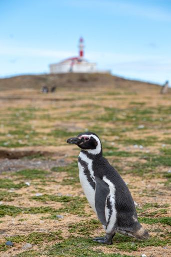 A Magellanic penguin stands on a grassy field with a lighthouse in the background