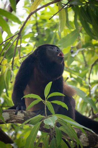 A howler monkey perched on a tree branch in a lush green forest, gazing upwards with its mouth open, showcasing its natural habitat.