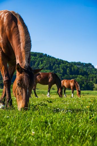 The horses grazing on a lush green field under a clear blue sky in Switzerland