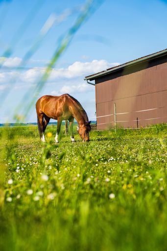 A horse grazes in a lush green field near a barn under a clear blue sky in Switzerland