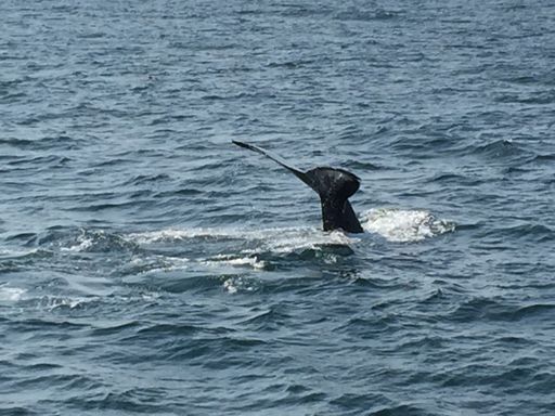 A closeup shot of a whale tail in the ocean