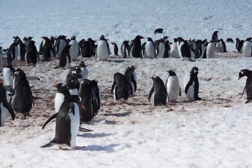 A colony of Gentoo penguins on snowy terrain in Antarctica, showcasing their natural habitat and behavior.