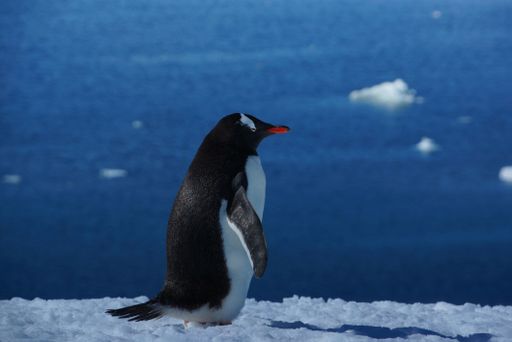 Gentoo penguin standing on snowy terrain with icy blue ocean background in Antarctica.