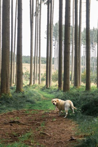 A vertical shot of a Labrador in the forest with tall trees