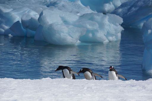 Three penguins walking on snow with icy blue water and glaciers in the background, showcasing a serene Antarctic scene.