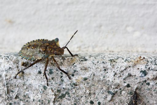 A closeup shot of a Heteroptera on a wall