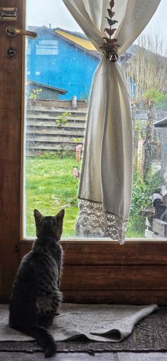 A cat gazes out a window at a garden with a blue house, capturing a peaceful indoor scene with natural light.