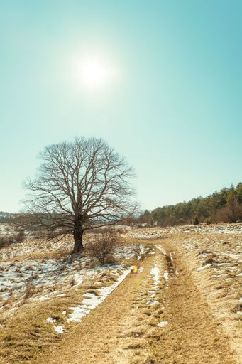 A solitary tree stands on a snow-dusted path under a bright sun and clear sky, with a forest in the background.