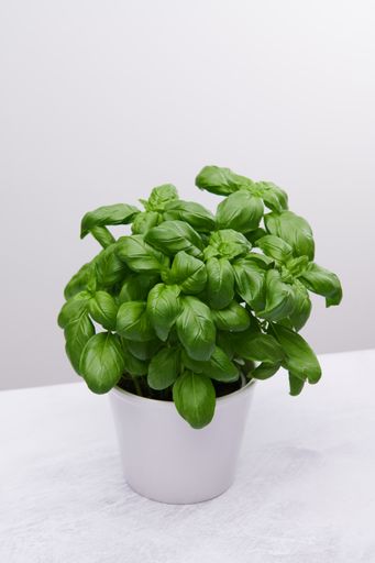 A vertical high angle shot of a beautiful plant in a white vase on a white surface