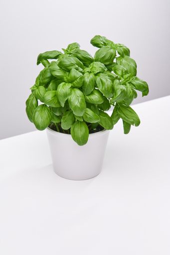 A vertical high angle shot of a beautiful plant in a white vase on a white surface