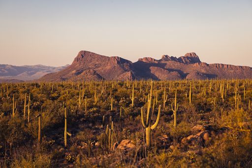 A scenic view of a desert landscape with saguaro cacti and distant mountains at sunset.