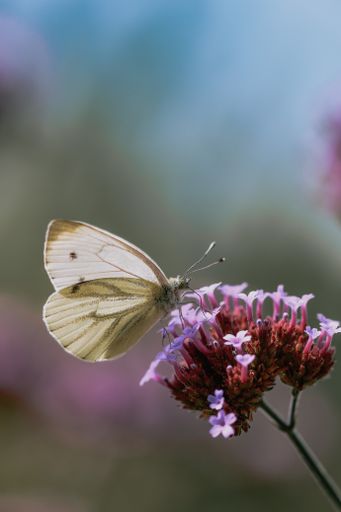 A vertical shot of a large white butterfly (Pieris brassicae) sitting on a Verbena flower and pollinating.