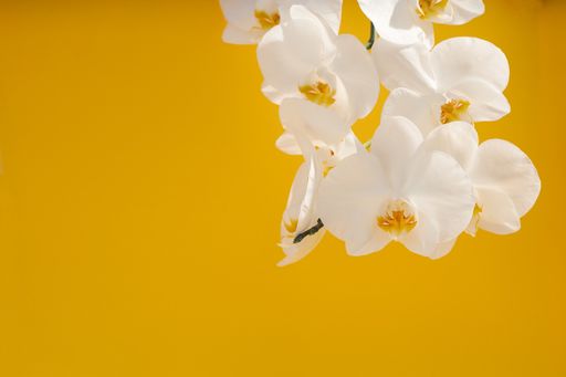 closeup shot of a beautiful orchid blossom on a yellow background with copyspace