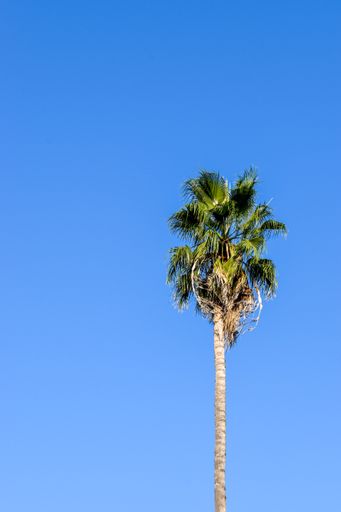 A vertical shot of a tall palm tree against blue sky in Rome, Italy - great for wallpaper