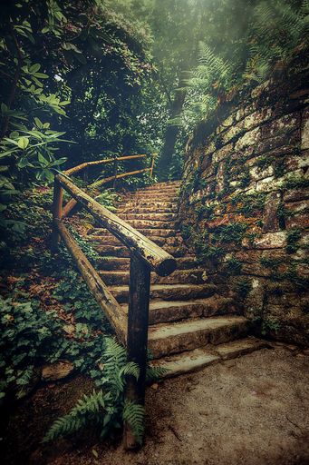 A vertical shot of old stairs in the woods
