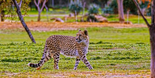 A shot of a cheetah walking on a grassy field with trees