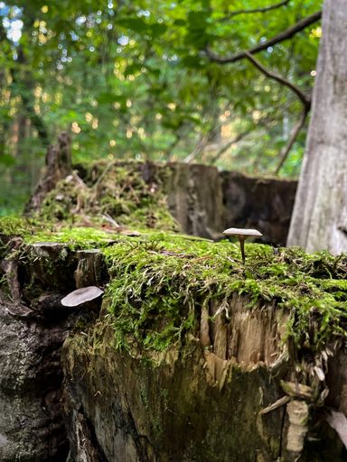 A close up shot in a natural place of some mushrooms growing with grass in the forest
