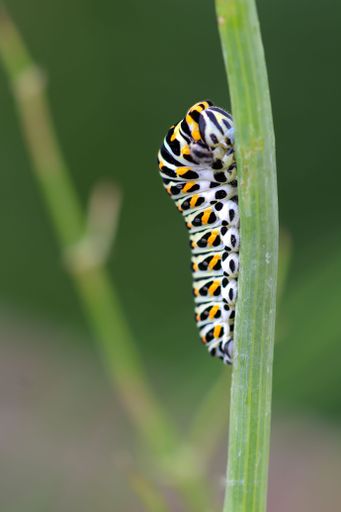 Close-up of a colorful caterpillar on a green stem with a blurred background, showcasing nature's vibrant details.