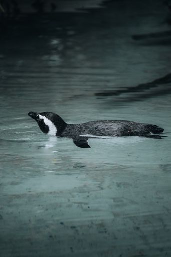A tranquil view of a penguin swimming in the sea