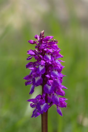 Close-up of a vibrant purple orchid with a small insect on top, set against a blurred green background.