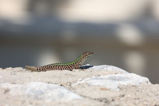 A close-up shot of a green lizard on a rock and basking in the sun.