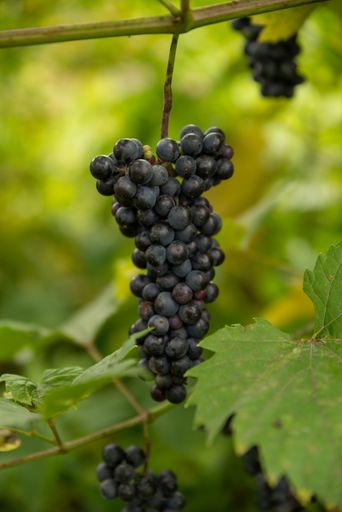 A beautiful vertical closeup shot of a single ripe fresh purple grape hanging in the vineyard