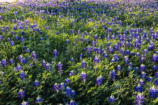 A vibrant field of bluebonnets in full bloom under sunlight, showcasing nature's beauty.