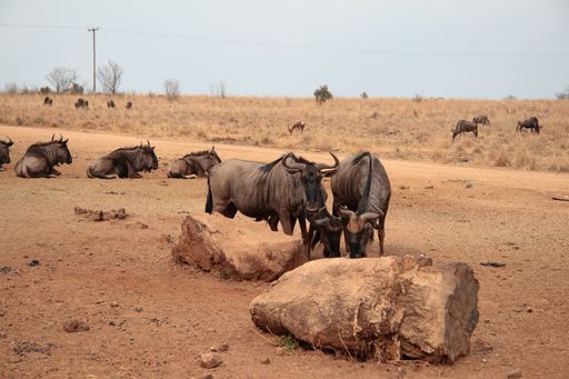The buffalos at Lion and Safari Park, Gauteng, South Africa