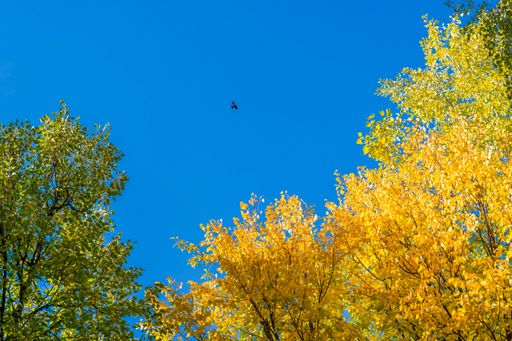 Bright yellow and green foliage of trees against background of clear blue cold autumn sky. Black bird flies in the distance. A bright sunny day.
