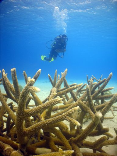 A vertical shot of a diver with corals in the foreground