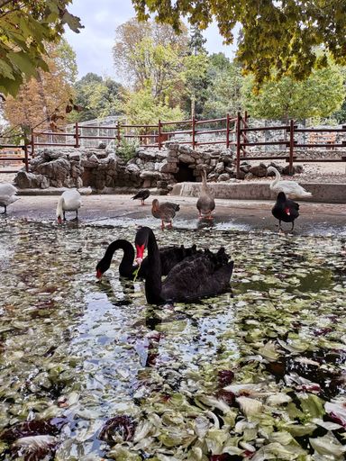 A vertical shot of beautiful black and white swans swimming and walking near the pond at a zoo