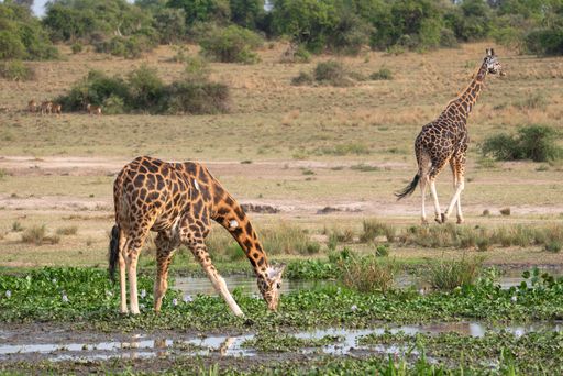 The spotted giraffe grazing on the grassy field in the Murchison Falls National Park in Uganda