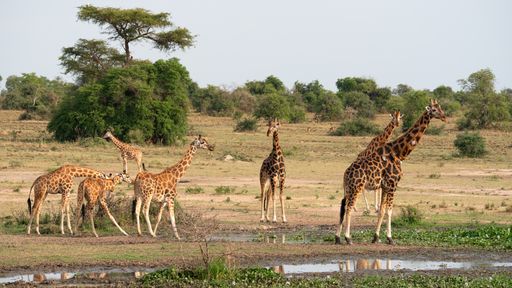 The spotted giraffes on the grassy field in the Murchison Falls National Park in Uganda