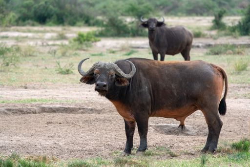 The black African buffalo with sharp horns on the grassy field in the Murchison Falls National Park