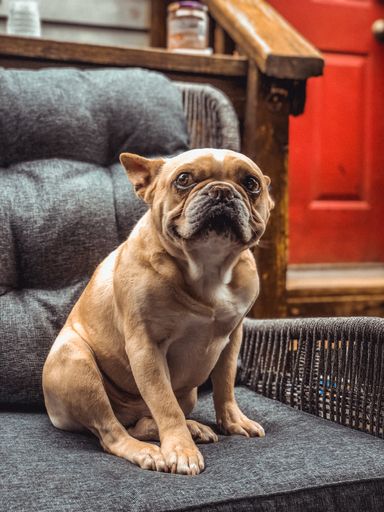 A vertical shot of an adorable brown French bulldog sitting on an armchair