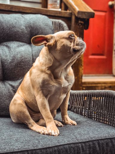 A vertical shot of an adorable brown French bulldog sitting on an armchair