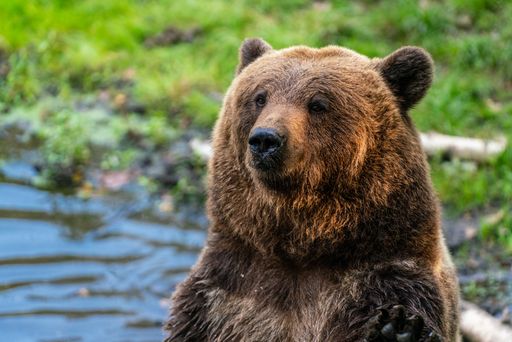 A closeup shot of a brown bear in a pond