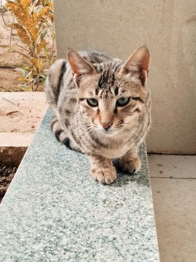 A selective of a cute cat on a stone