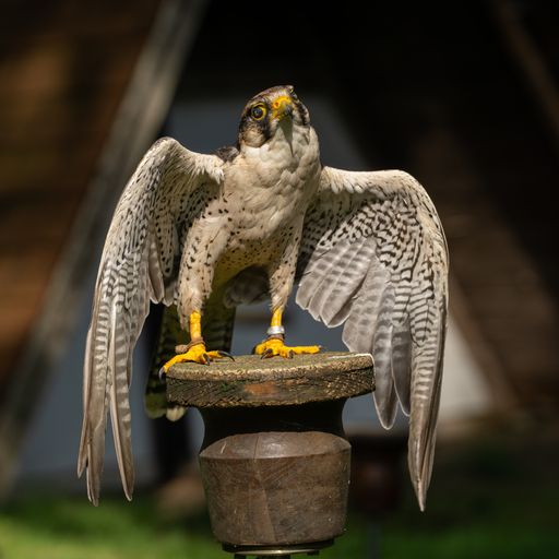 A closeup shot of a beautiful white Hawk standing in the wooden column, a leg tied with a rope