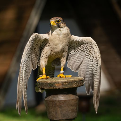 A closeup shot of a beautiful white Hawk standing in the wooden column, a leg tied with a rope