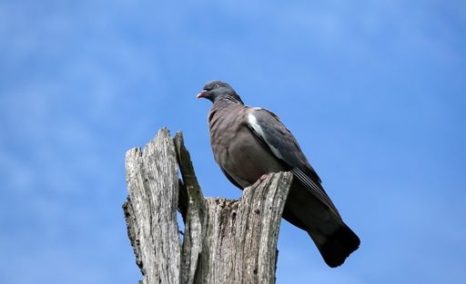 A closeup shot of a Wood pigeon perched on the old piece of wood against a blue sky on a sunny day