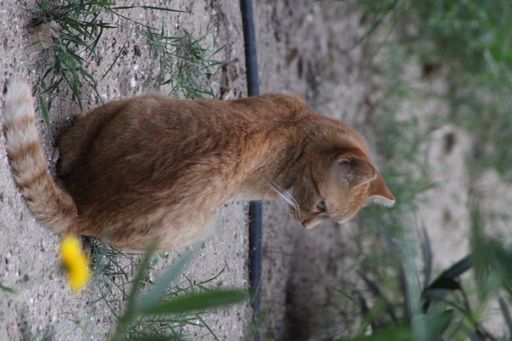 A vertical shot from behind of a ginger cat sitting on the ground and looking aside