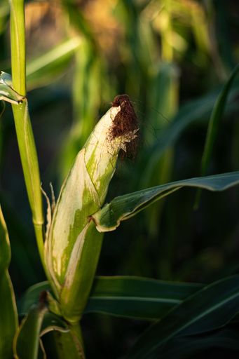 A close-up of a corn cob in a field with lush green leaves in soft sunlight.
